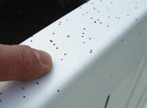 Is Artillery Fungus All Over Your House? Here’s What You Need to Know About Exterior House Cleaning Solutions